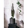 Euphorbia Trigona Red - Afrika Süt Ağacı Kaktüsü